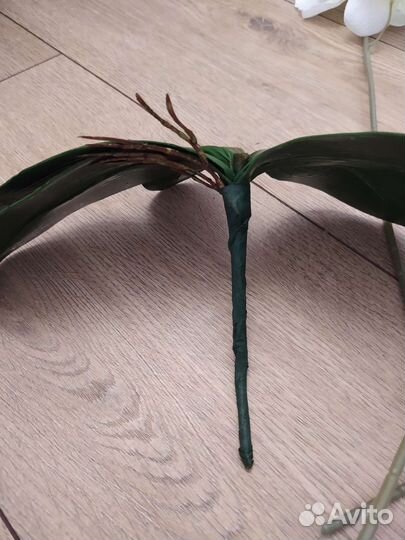 Орхидея ветка, листья искусств