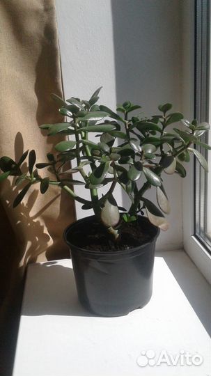 Комнатные растения цветы