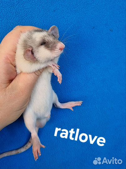 Крысята дамбо редкие мальчишки от ratlove