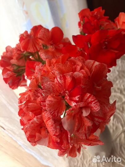 Пеларгония сортовая