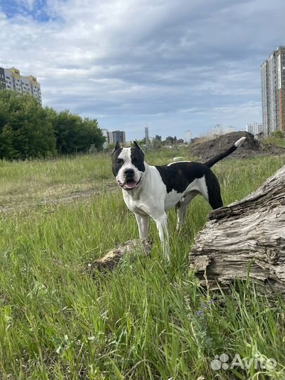 Вязка Американский стаффордширский терьер