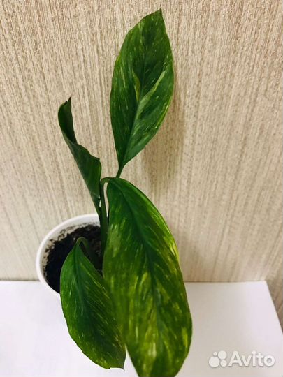 Спатифиллум домино