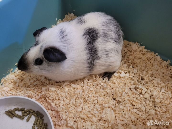 Морская свинка