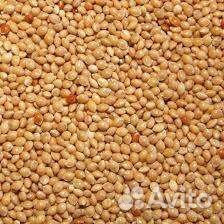 Семена просо желтое