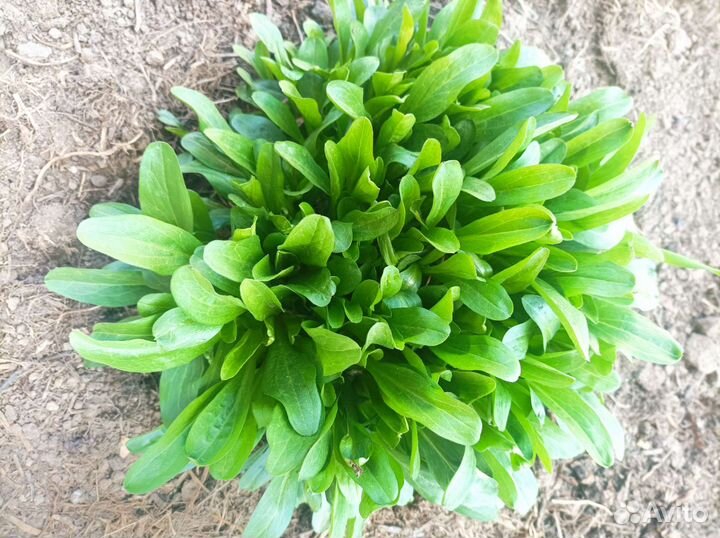 Мелколепестник