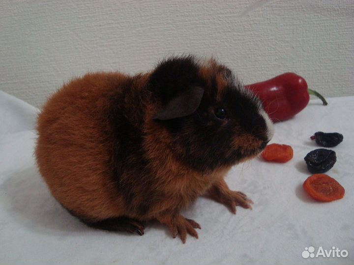 Морская свинка Американский тедди