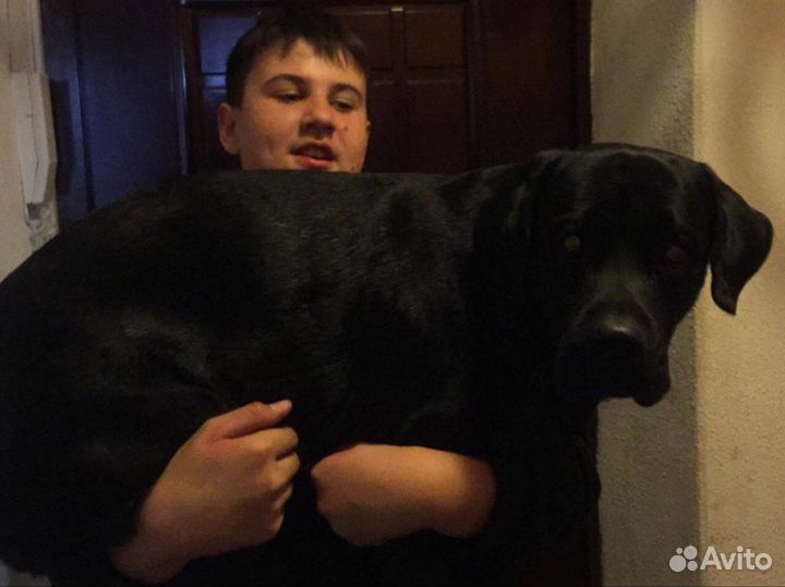 Жених лабрадор-ретривер