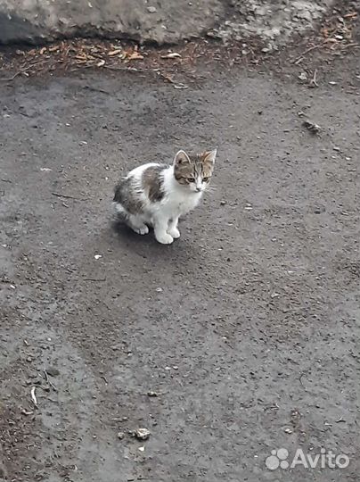 Кошечка в добрые руки