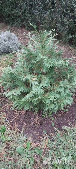 Кипарисовик Лавсона