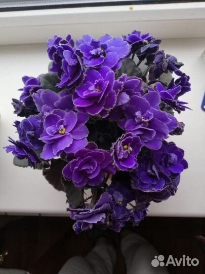 Сортовые фиалки