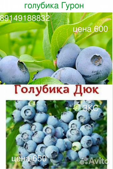 Плодовые кустарники