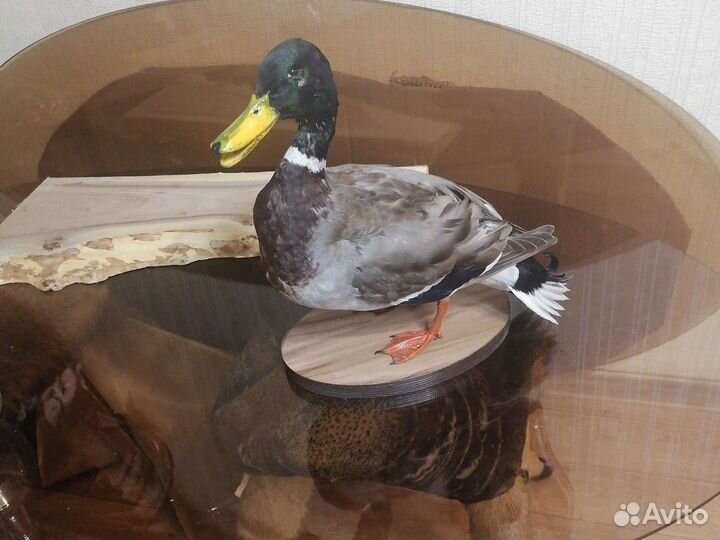 Чучело утки