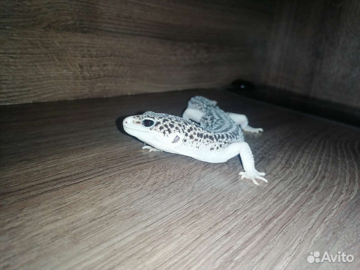 Эублефар с террариумом