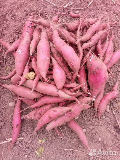 Черенки батата