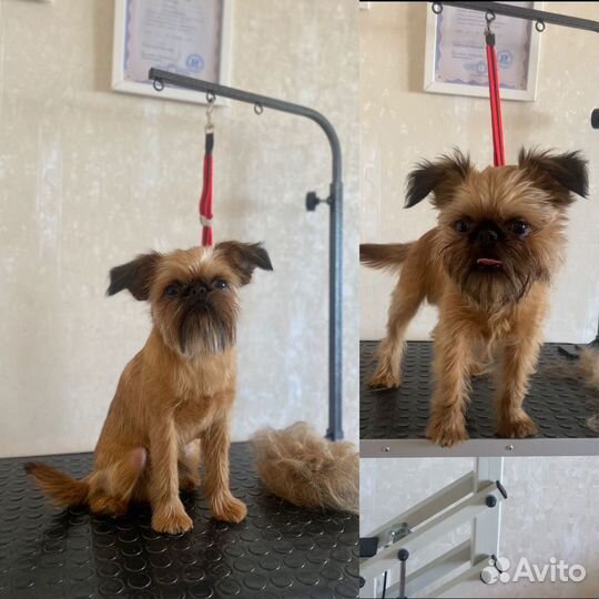 Профессиональный груминг домашних животных