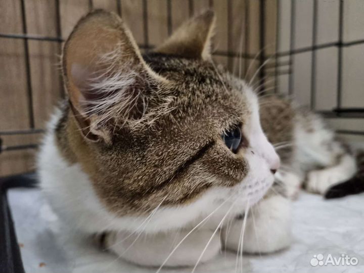 Кошка в поисках дома