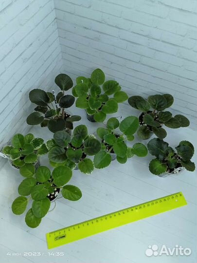 Фиалки набор