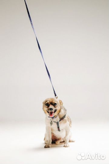 Метис чихуахуа в добрые руки