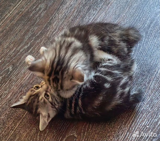 Котята Курильского бобтейла