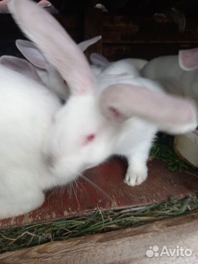 Крольчата белые
