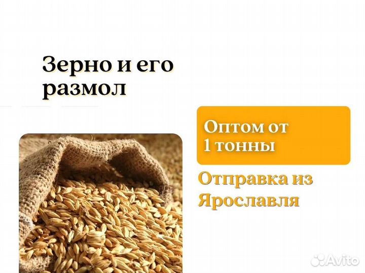 Пшеница Зерно (кг)