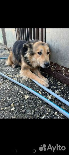 Скромная собака из приюта