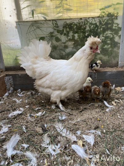 Курица с цыплятами павловское золото