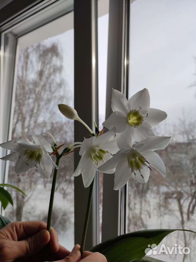 Луковицы эухарис