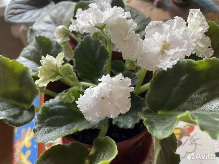 Фиалки, обмен/продажа