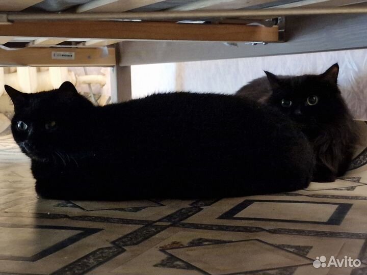 Отдам двух черных кошек-сестренок