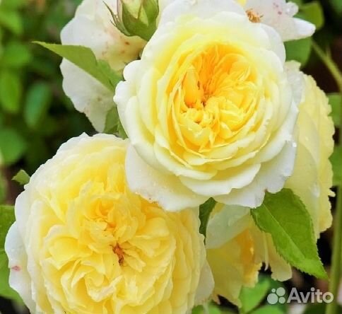 Роза Пиано Каталина (Piano Catalina)