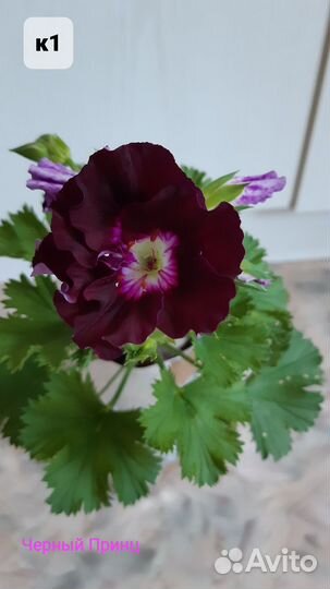 Пеларгония королевская