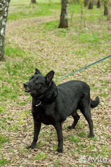 Собака из приюта ищет свой дом