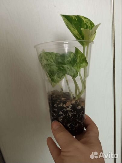 Сциндапсусы