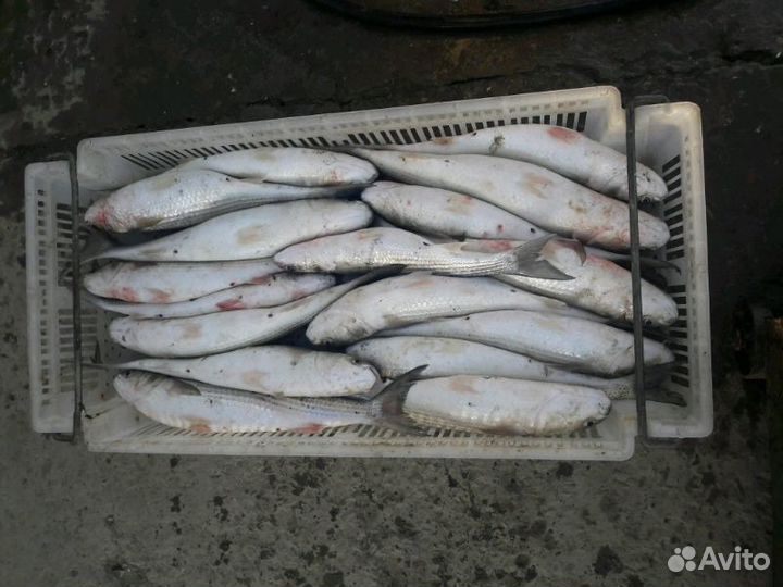 Рыба каспия живая