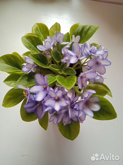 Фиалки цветущие