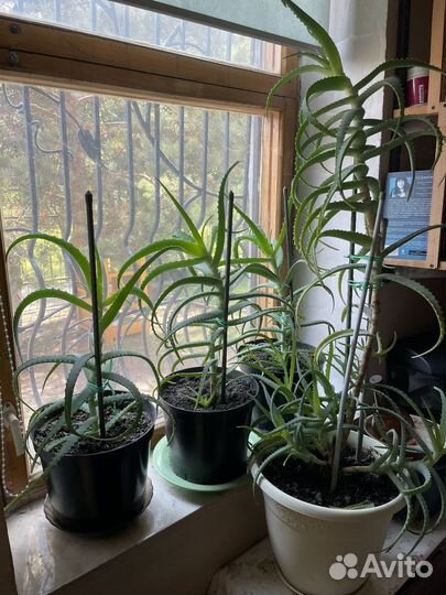 Комнатные цветы алоэ лечебное (столетник )