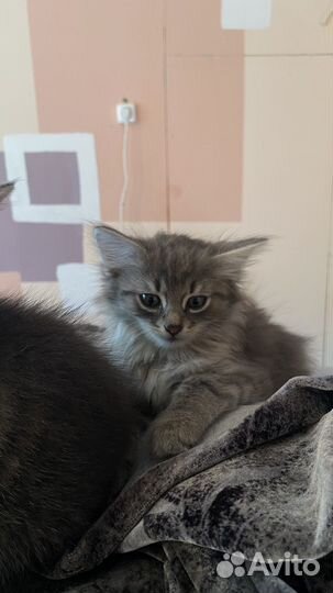 Сибирская кошка