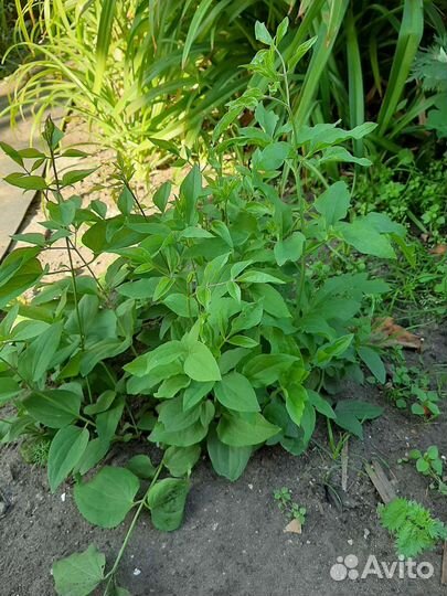 Многолетние растения