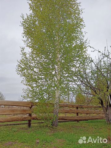 Саженцы березы