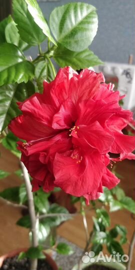 Комнатные цветы гибискус