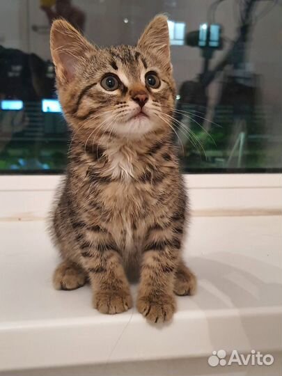 Кошка в дар