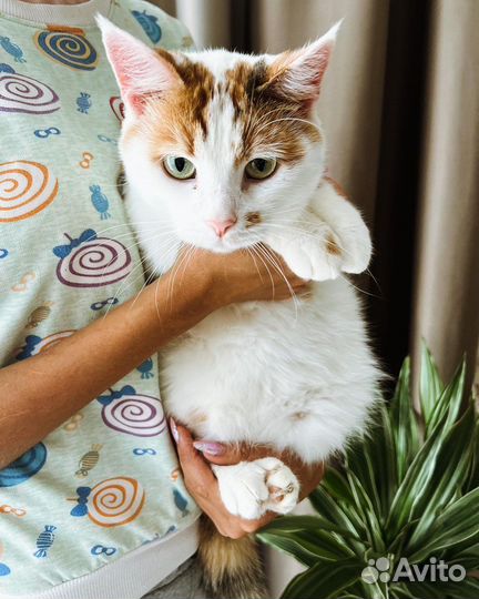 Кошка Мила
