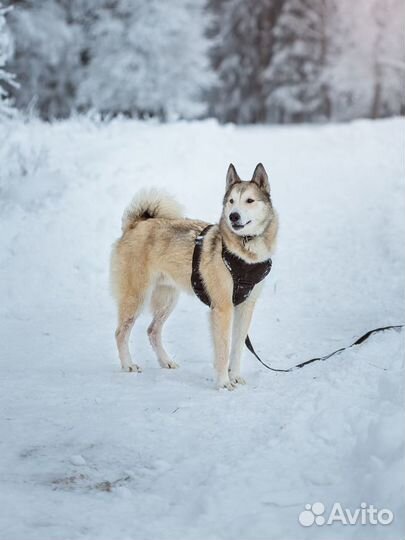 Брутальный Айс ищет дом