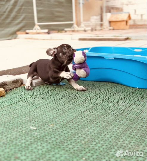 Френчи лиловый и шоколадный щенки