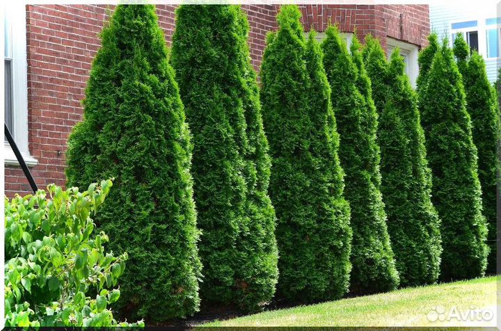 Туя Смарагд