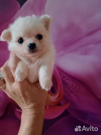 Щенки помчи