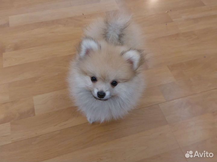Померанский шпиц мини