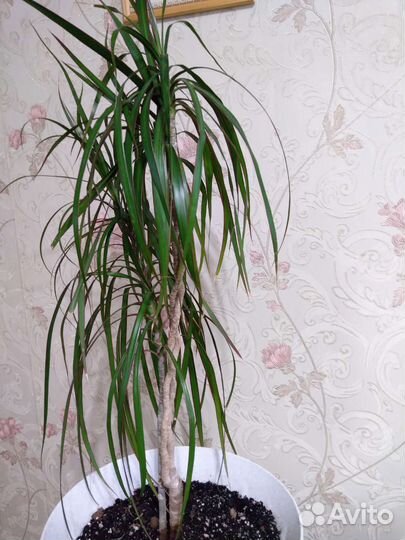 Пальма драцена