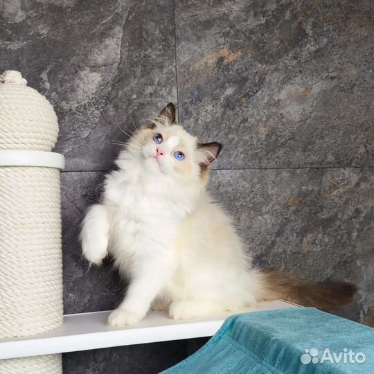 Boston, рэгдолл с документами